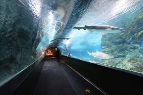 韓國首爾COEX水族館門票【城市中的海洋】 $601 - 愛票網