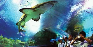 馬來西亞吉隆坡 城中城水族館直通票  $273 - 愛票網