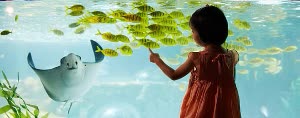 SEA LIFE釜山水族館門票韓國最大水族館 $510 - 愛票網