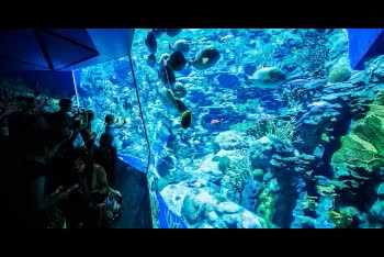【世界級主題樂園】香港海洋公園門票 Ocean Park Hong Kong $1357 - 愛票網