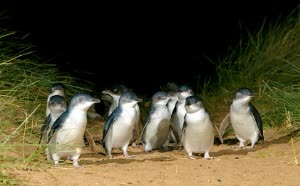 菲利普島一日遊一企鵝歸巢遊行、彩虹小屋、野生動物園區墨爾本必去行程 $2788 - 愛票網