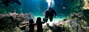 澳洲雪梨  雪梨水族館 SEA LIFE Sydney Aquarium 門票 $780 - 愛票網