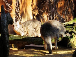 澳洲雪梨 野生動物世界（Wild Life Sydney Zoo）門票 $878 - 愛票網