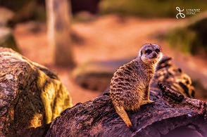 澳洲雪梨 塔龍加動物園Taronga Zoo 門票 $737 - 愛票網