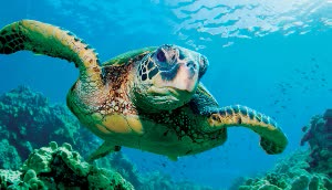 日本沖繩 慶良間諸島浮潛體驗 【指定飯店免費接送】中文服務 $2281 - 愛票網