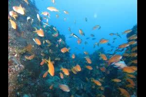 東京秘境八丈島浮潛・初學者大推薦八丈島浮潛 $1488 - 愛票網