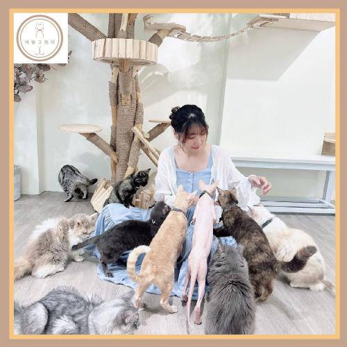 台南【財閥家的公子貓】擼貓咖啡廳A套餐體驗券 $550 - 愛票網