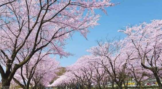 韓國雞龍山賞櫻 ＆ 全州韓屋村 ＆ 韓服體驗一日遊（World Love Travel提供）線上訂票