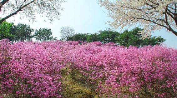 韓國杜鵑花海 & 草莓農場 & 春日賞櫻一日遊（World Love Travel提供）線上訂票 $