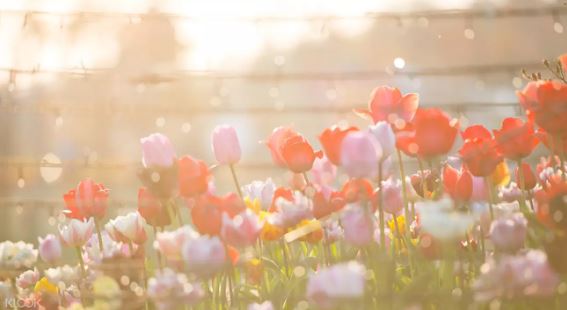 韓國草莓採摘體驗 & 泰安鬱金香慶典 & 安山星光燈飾節一日遊（World Love Travel提