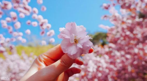 韓國八重櫻花 & 全州韓屋村一日遊（World Love Travel提供）線上訂票 $2346 -