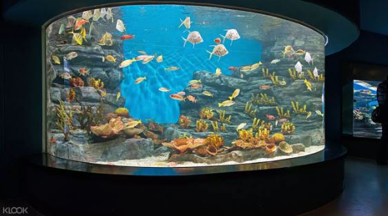 韓國濟州島Aqua Planet水族館門票線上訂票 $601 - 愛票網