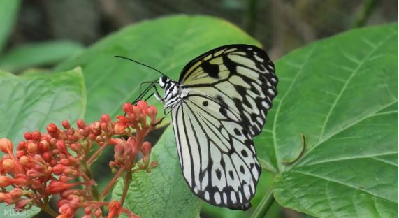 新加坡蝴蝶公園 & 昆蟲王國門票線上訂票 $205 - 愛票網