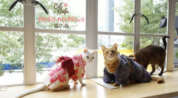 新加坡Cat Cafe Neko no Niwa門票 - 駁船碼頭線上訂票 $228 - 愛票網
