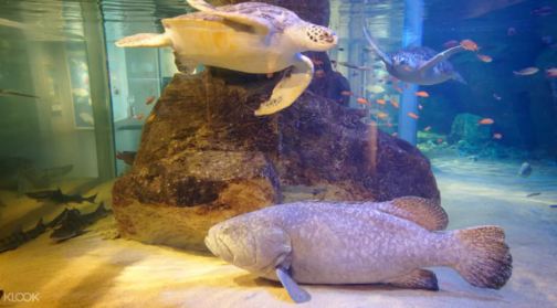 日本九州長崎 九十九島水族館・海閃閃 門票 $297 - 愛票網
