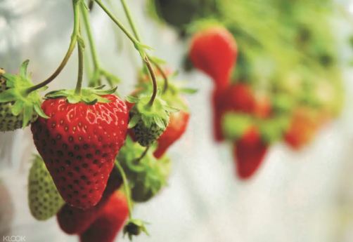 日本阿蘇農場草莓採摘體驗（熊本出發）線上訂票 $1185 - 愛票網