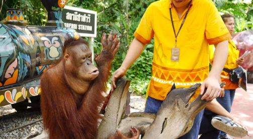 泰國賽佛瑞野生動物園 & 巧克力莊園一日遊線上訂票 $1461 - 愛票網