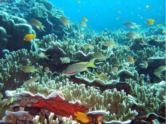 菲律賓莫阿爾博阿爾 ＆ 佩斯卡多爾島浮潛一日遊（宿霧出發）線上訂票 $1085 - 愛票網