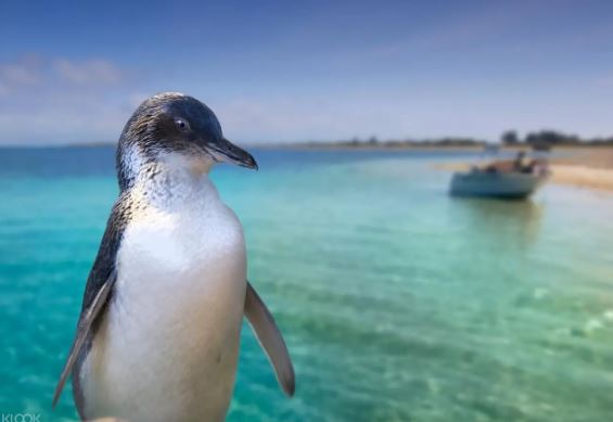 澳洲企鵝島 ＆ 伯斯野生動物園一日遊（伯斯出發）線上訂票 $4132 - 愛票網