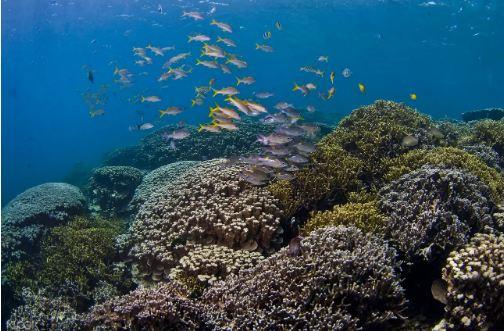 美國皮提灣浮潛及魚眼海洋公園海底瞭望塔之旅線上訂票 $1170 - 愛票網