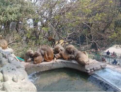 尼泊爾加德滿都晨間探索文化徒步之旅線上訂票 $862 - 愛票網