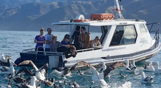 紐西蘭凱庫拉信天翁奇遇之旅線上訂票 $2616 - 愛票網