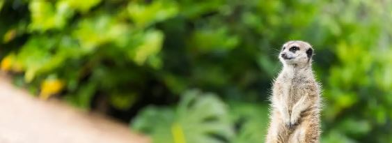 紐西蘭奧克蘭動物園門票線上訂票 $498 - 愛票網
