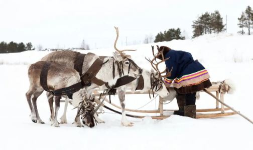 瑞典薩米小鎮 & 馴鹿雪橇體驗一日遊（阿比斯庫或Björkliden出發）線上訂票 $7907 - 