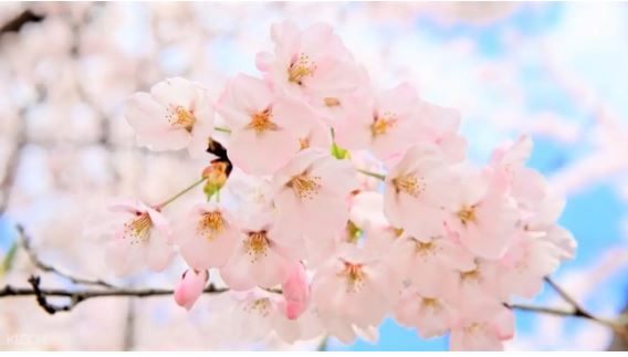 韓國釜山大渚生態公園 & 鎮海櫻花慶典一日遊（可選機張大蟹優惠券）（BusanMate提供）線上訂票