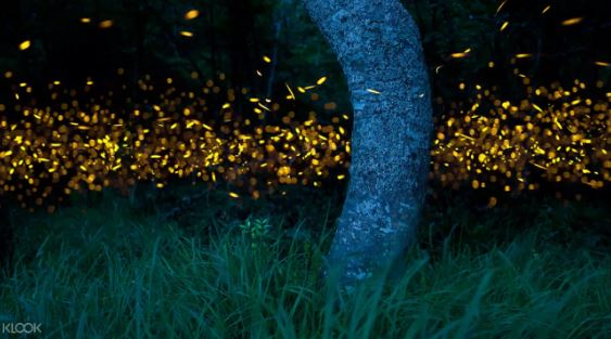 馬來西亞克里亞斯紅樹林螢火蟲探索之旅線上訂票 $1202 - 愛票網