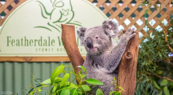 澳洲藍山與澳洲野生動物園一日遊線上訂票 $3174 - 愛票網