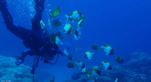 綠島海底船潛之旅 $3185 - 愛票網