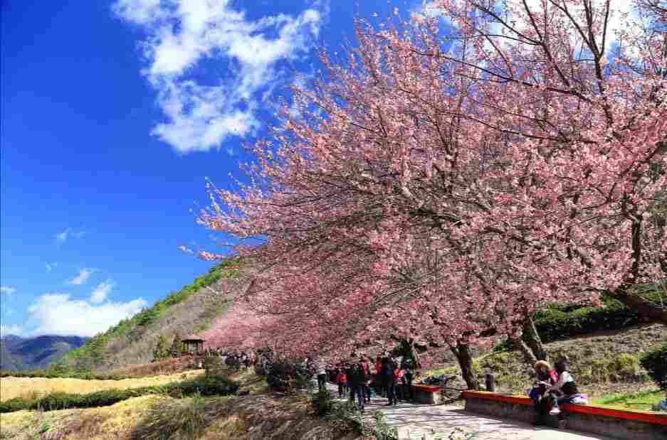 武陵農場一日遊｜武陵農場、幾米公園（台北出發）  - 愛票網