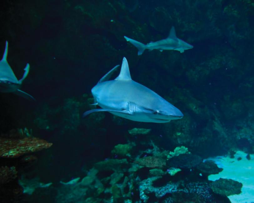 美國拉斯維加斯 鯊魚礁水族館門票 （Shark Reef Aquarium） $901 - 愛票網