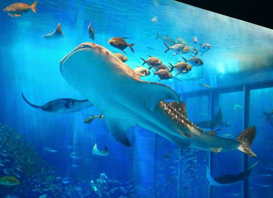 沖繩中北部 古宇利島＆琉球村巴士一日遊 美麗海水族館／植物園二選一 $943 - 愛票網