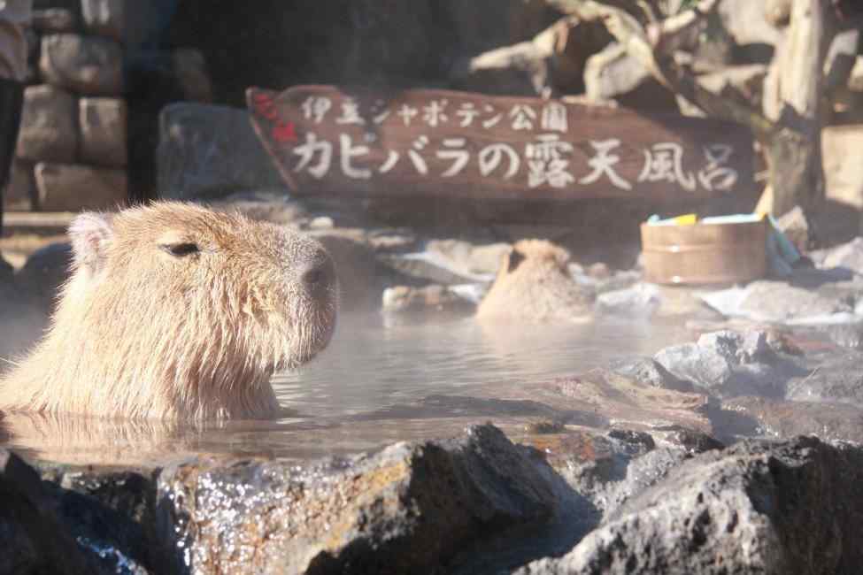 日本．靜岡 東海巴士 Free Ticket 伊東．伊豆高原 2 日券 $449 - 愛票網