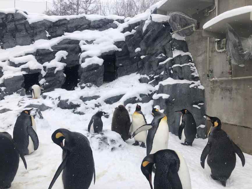 北海道一日遊 旭山動物園、白鬚瀑布、美瑛網紅樹（札幌出發） $1815 - 愛票網