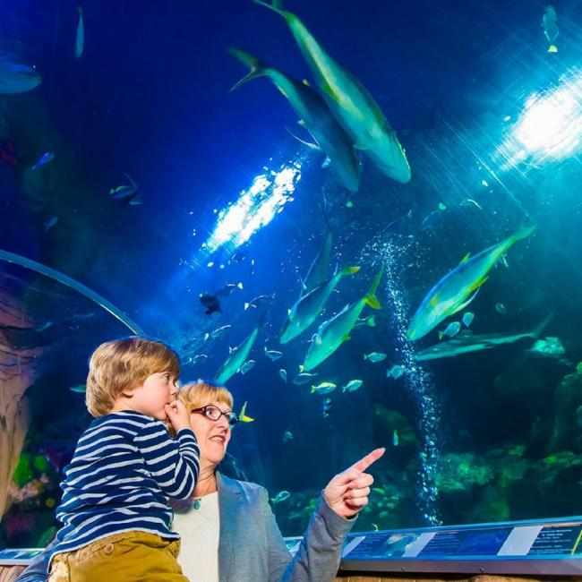 德國慕尼黑海洋館 SEA LIFE Munich $621 - 愛票網