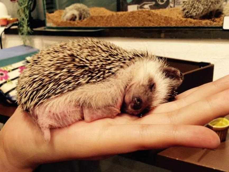 東京原宿、小動物互動體驗（Kawaii Land Kyun Kyun） $500 - 愛票網