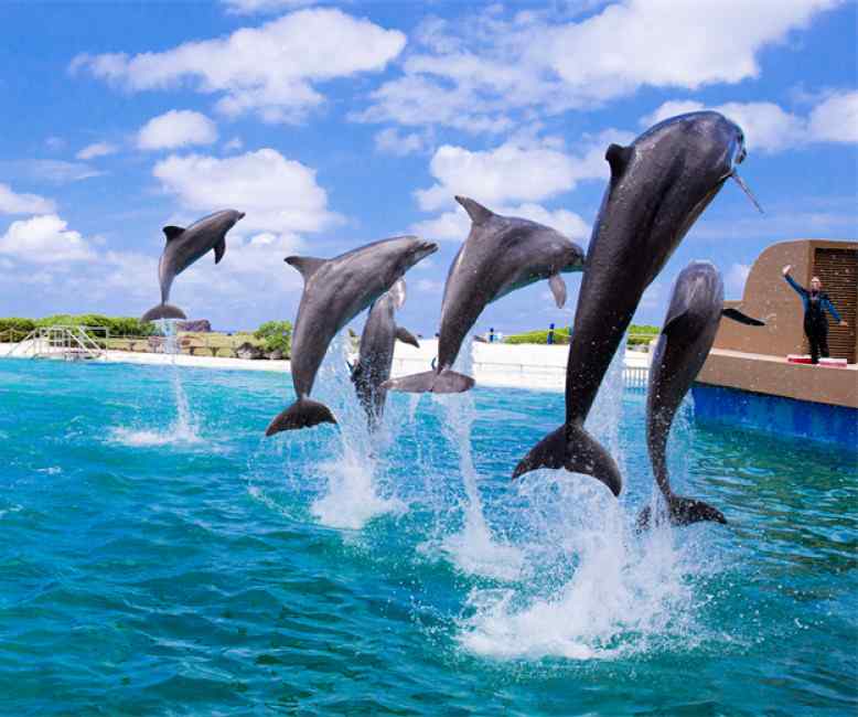 夏威夷歐胡島海洋生物公園（Sea Life Park）門票 $1978 - 愛票網