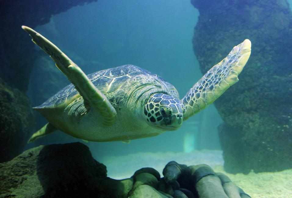 美國紐澤西 海洋生物水族館門票（SEA LIFE New Jersey Aquarium） $100