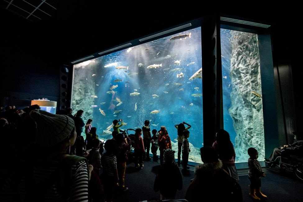 日本北海道 千歲水族館 Salmon Hometown Chitose Aquarium 門票 $1