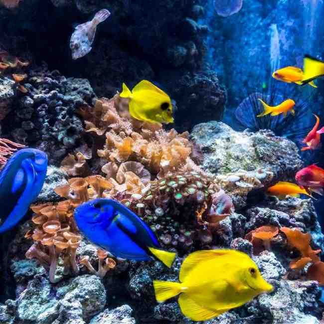 德國柏林海洋館 SEA LIFE Berlin $591 - 愛票網