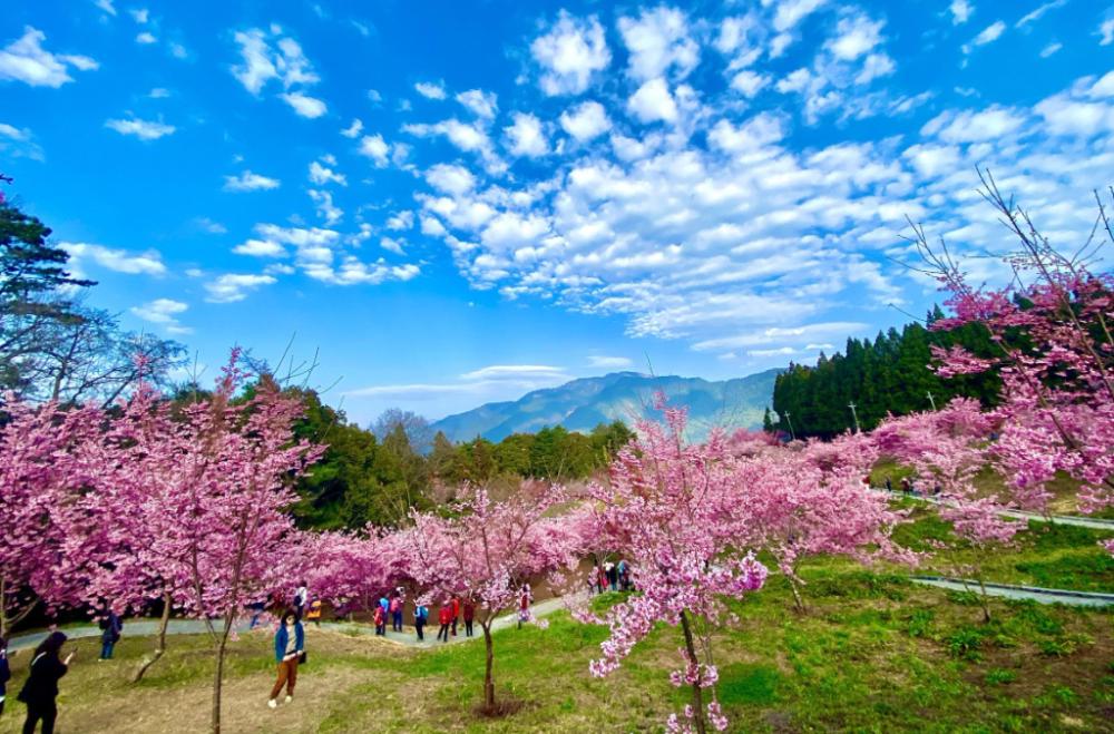 春花夏果秋楓冬雪 福壽山梨山武陵繽紛四季之旅 - 翔麟旅行社有限公司 X 台灣觀巴