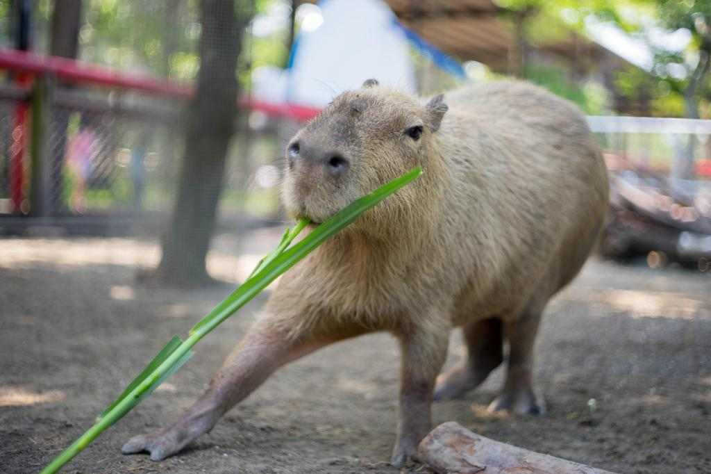 台南頑皮世界野生動物園全票 $480 - 愛票網
