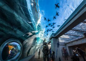 日本九州長崎 九十九島動植物園森閃閃 門票 $225 - 愛票網