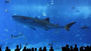 美麗海水族館．萬座毛．名護鳳梨公園 HIP HOP A行程 沖繩觀光巴士 $1624 - 愛票網